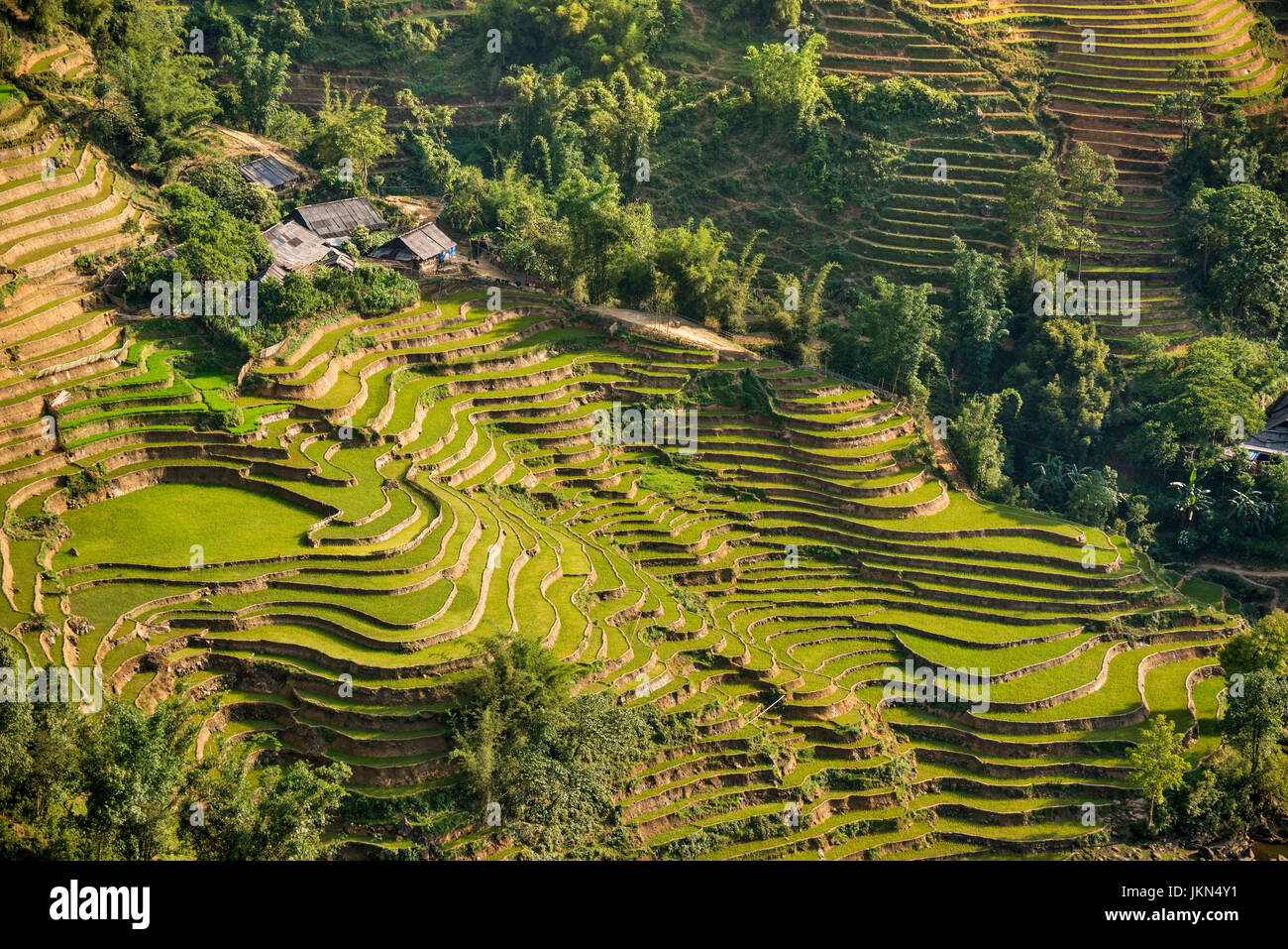Vista panoramica delle risaie vicino a Sapa, nel Vietnam del nord. Foto Stock