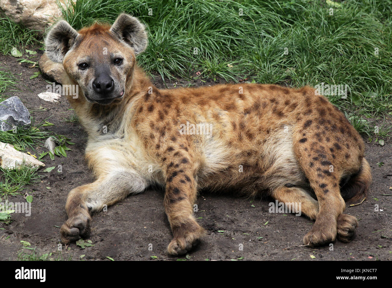 Spotted hyena Crocuta crocuta aka il ridere iena.genere Crocuta. native nell Africa sub-sahariana. Foto Stock