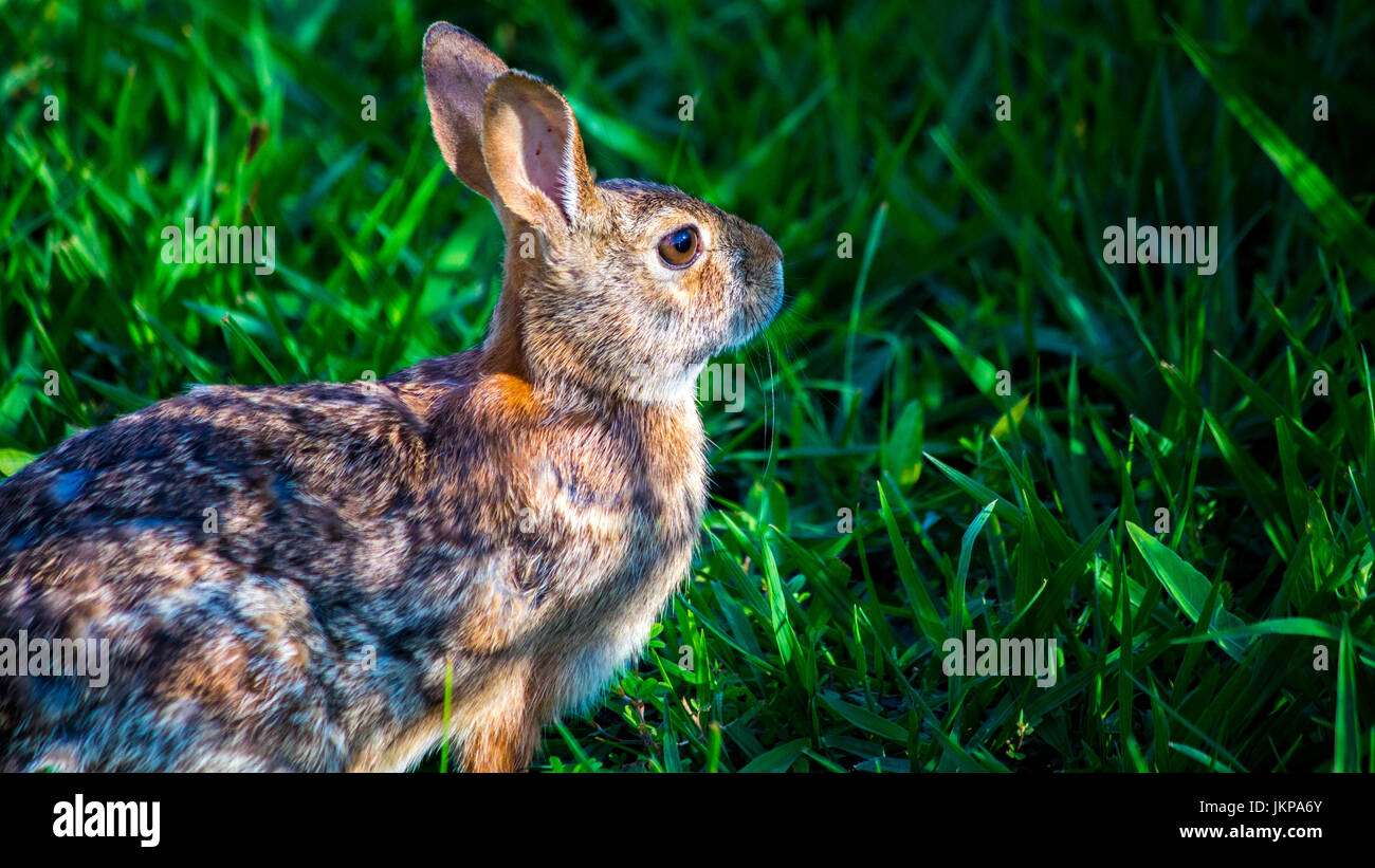 Un coniglio nel selvaggio Foto Stock