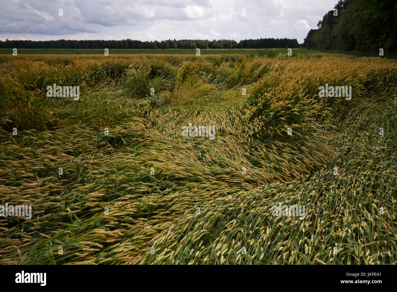 Raccolto di orzo schiacciato da vento e pioggia sotto un cielo scuro Foto Stock