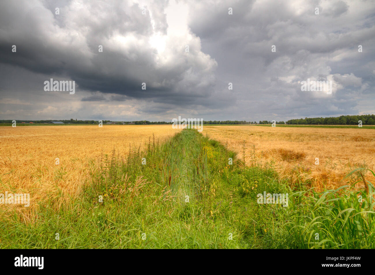 Manutenzione differita di un fossato, riempito con erbacce, nei terreni agricoli Foto Stock