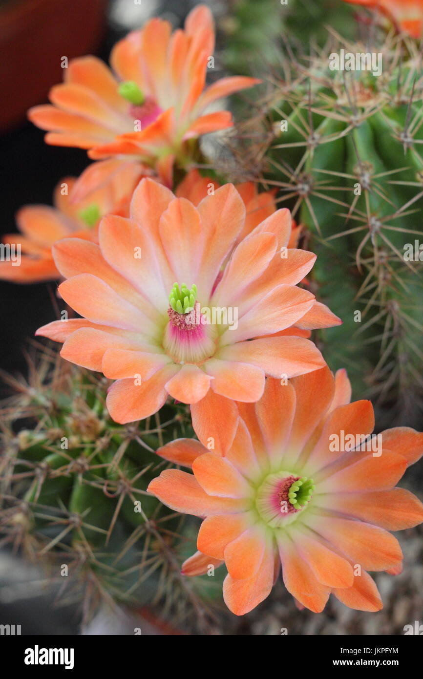 Echinocereus cactus, chiamato anche cactus hedgehog, houseplant in piena fioritura in un caldo e luminoso posto al coperto in giugno, Regno Unito Foto Stock