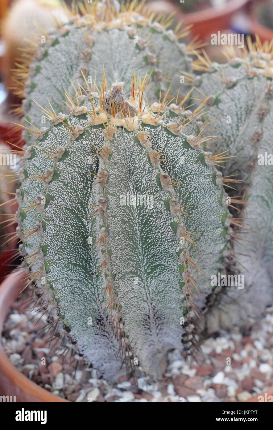 Astrophytum ornatum, chiamato anche del monaco cactus del cofano o del Vescovo cactus cappuccio, houseplant, REGNO UNITO Foto Stock