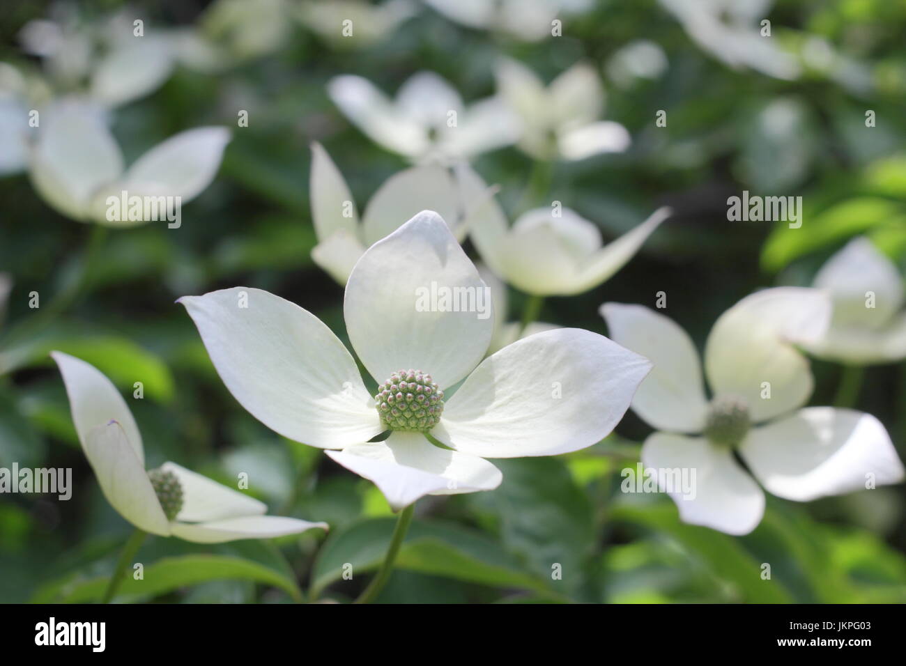 Cornus " Norman Hadden' fioritura sanguinello in piena fioritura in un giardino inglese in estate (luglio) Foto Stock