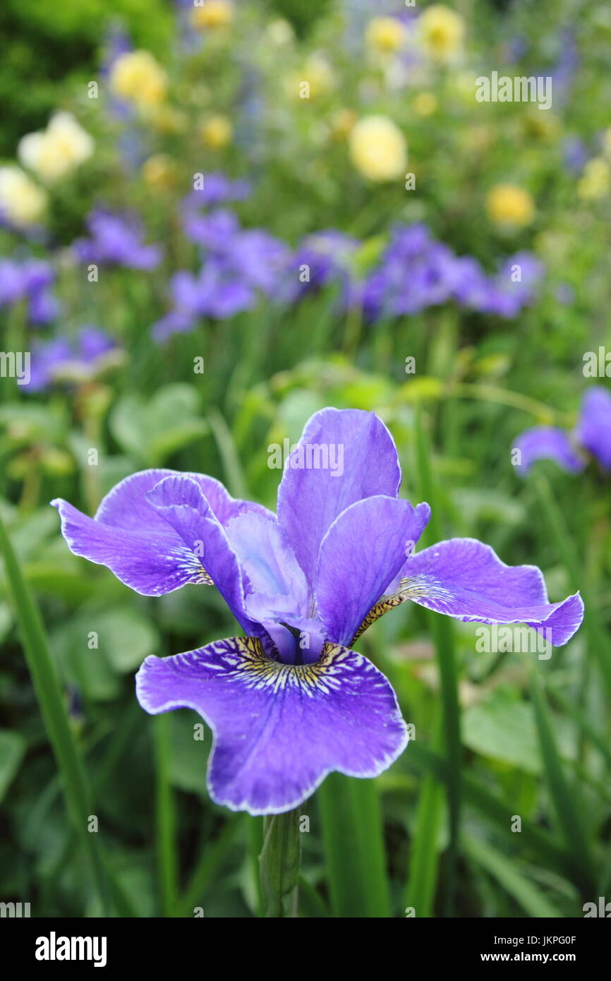 Iris sibirica 'Silver Edge' fiorente in un confine di giardino. REGNO UNITO Foto Stock
