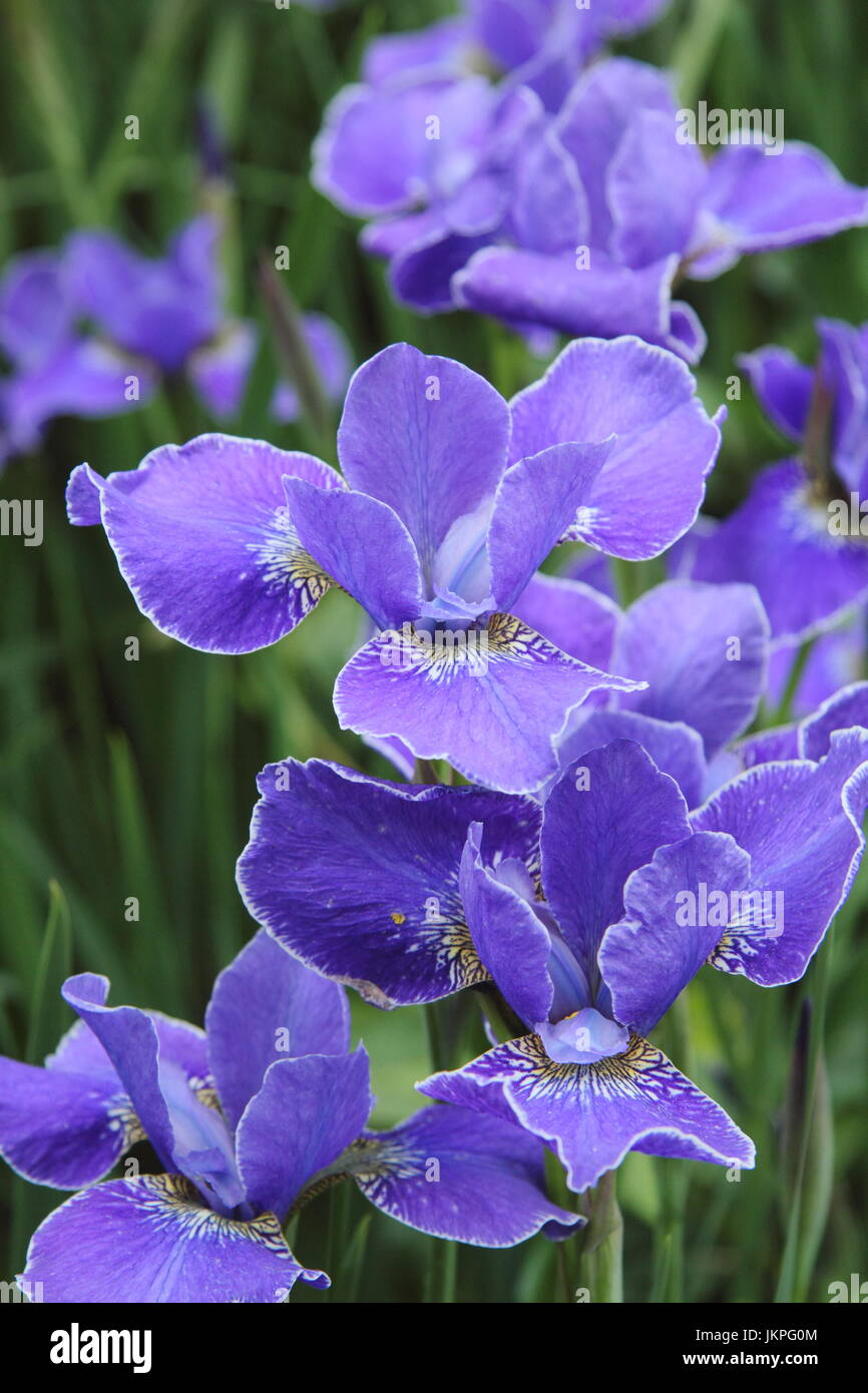 Iris sibirica 'Silver Edge' fiorente in un confine di giardino. REGNO UNITO Foto Stock
