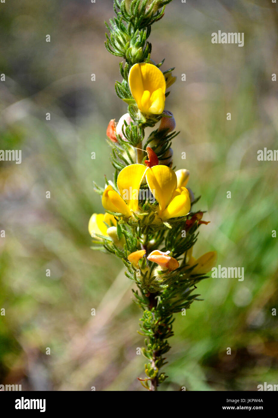 Cape gorse vicino a valle dei fiori Foto Stock
