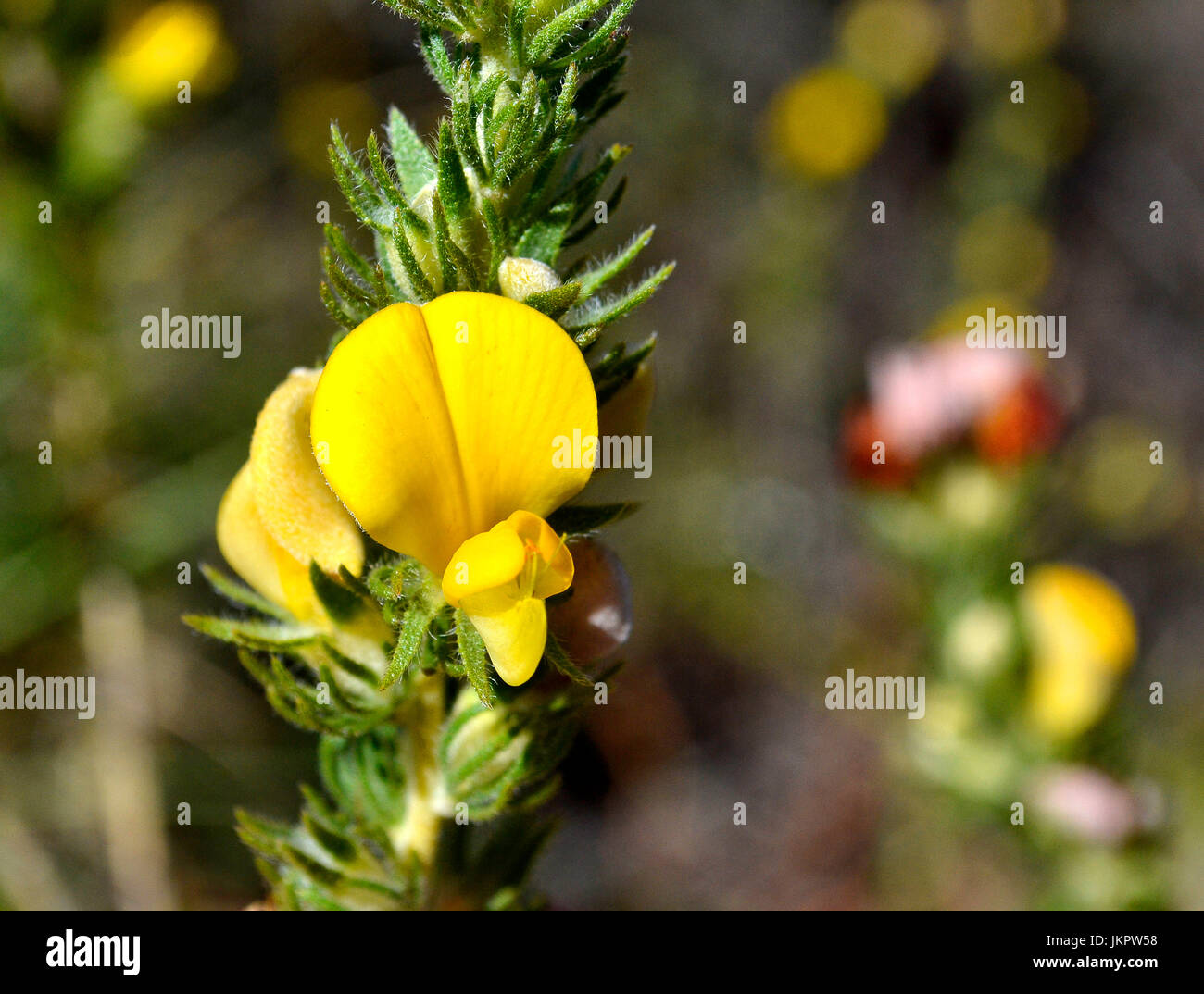 Cape gorse vicino a valle dei fiori Foto Stock