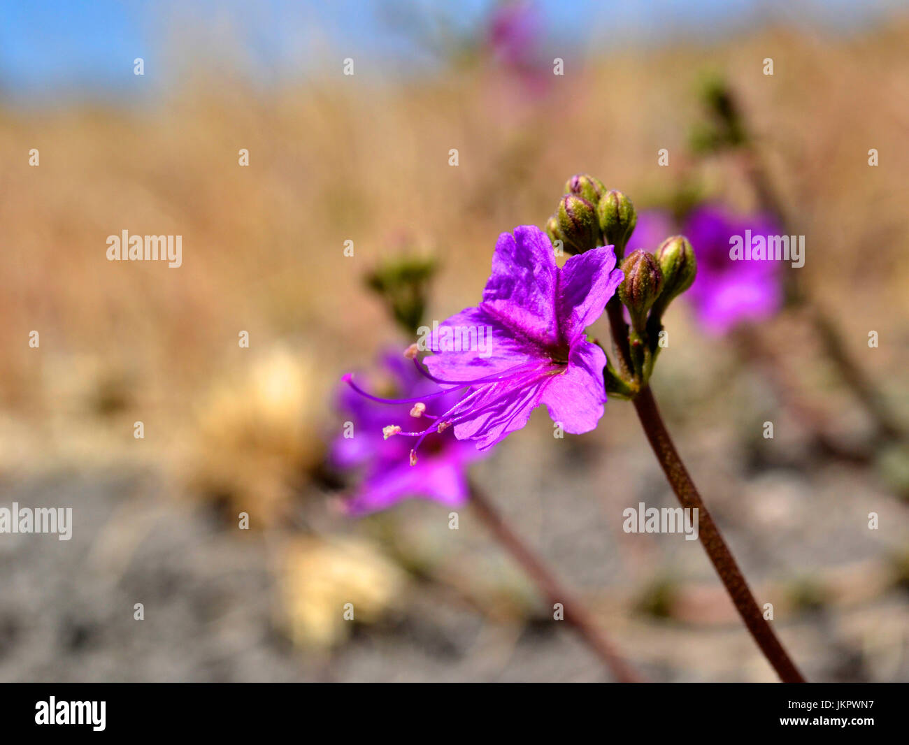 Porpora brillante fioritura di Commicarpus crescente vicino a Bloemfontein Foto Stock