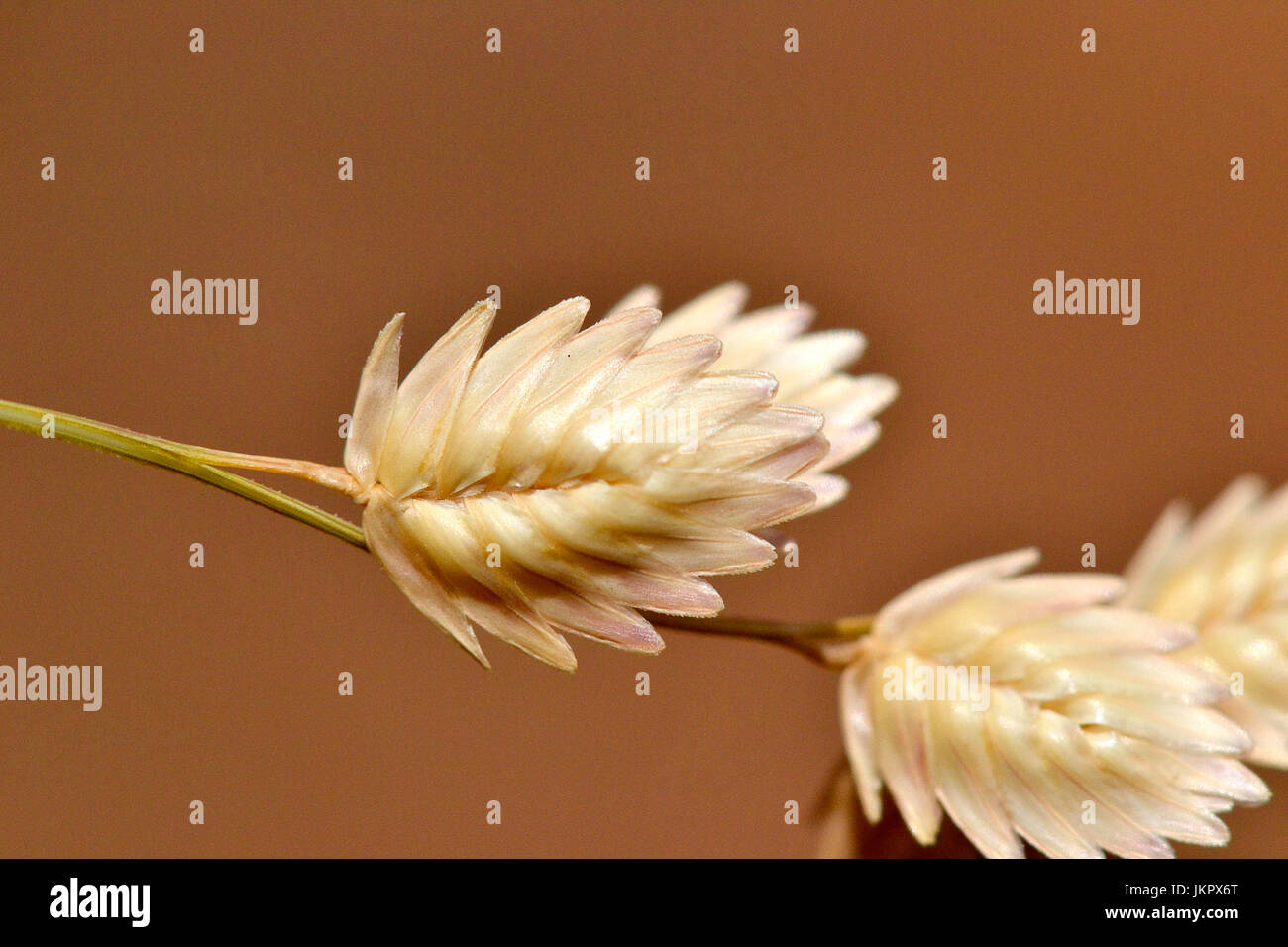 Spikelets dell amore erba nelle praterie del Centro Sud Africa Foto Stock