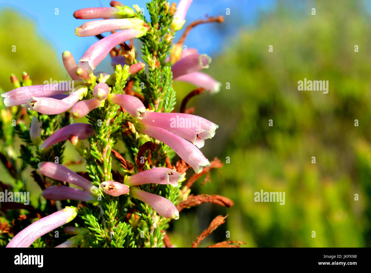 Erica scolorire vicino a valle dei fiori Foto Stock