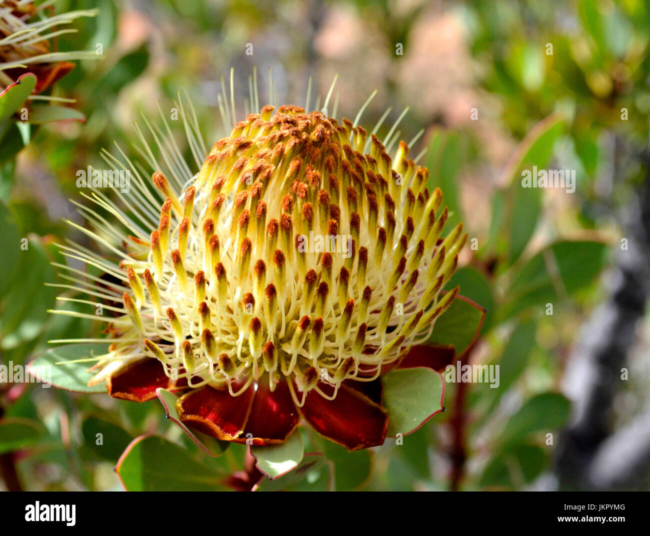 Infiorescenza di Protea glabra Foto Stock