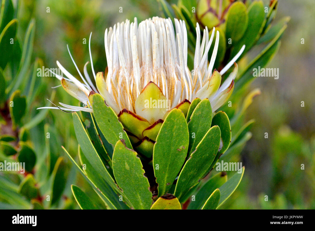 Infiorescenza di Protea lanceolata Foto Stock