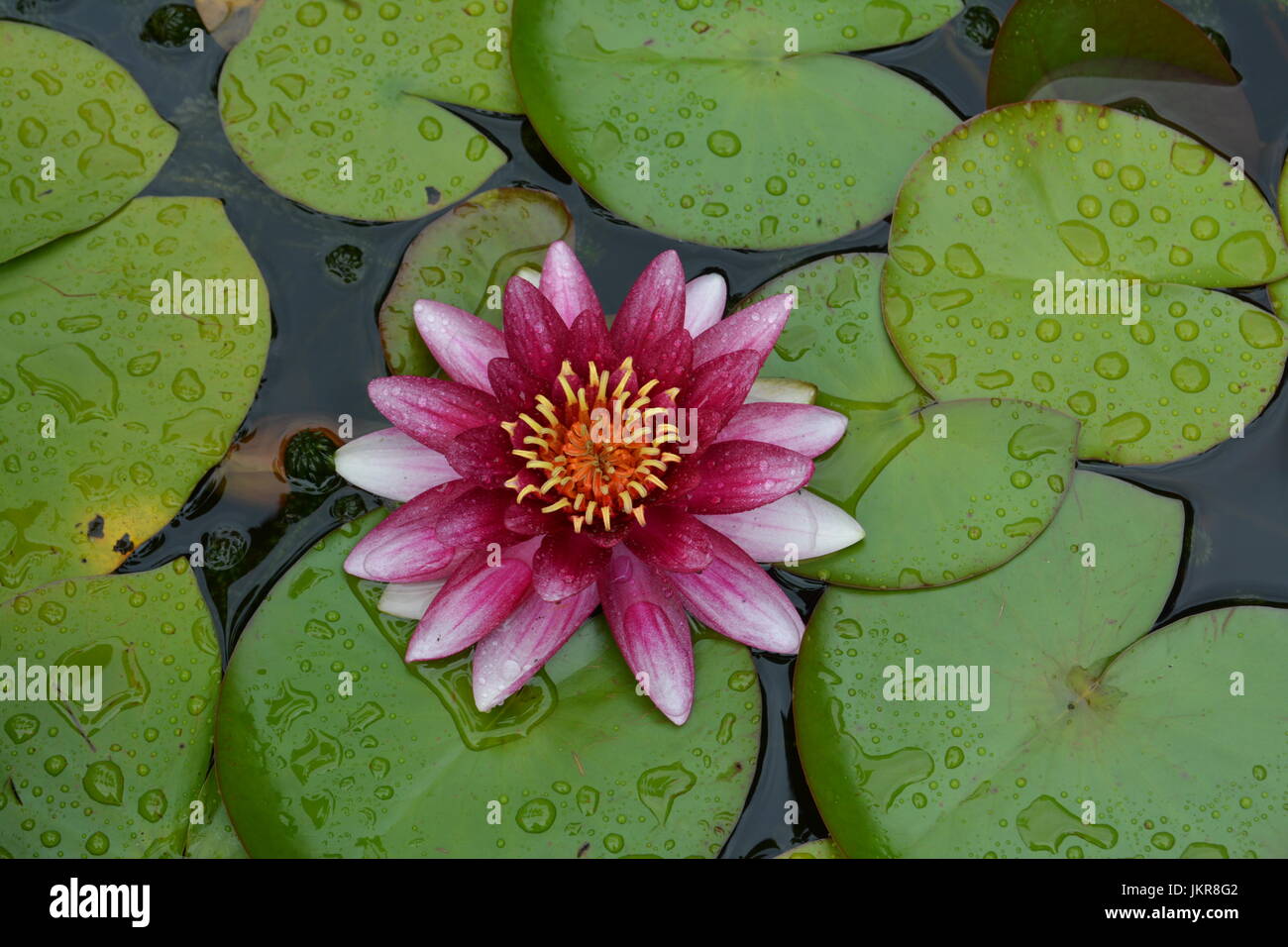 Chiusura del singolo giglio colore rosa circondato da verde lucida ninfee coperti con perle di acqua pioggia nel laghetto in giardino Foto Stock