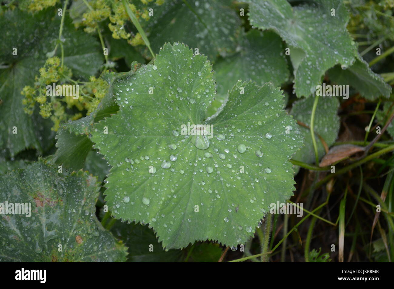 Chiusura del grande verde finemente modellati foglie di foglie di diffusione di alchemilla lady mantelli dell impianto con gocce di pioggia goccioline seduta di acqua sulla superficie Foto Stock