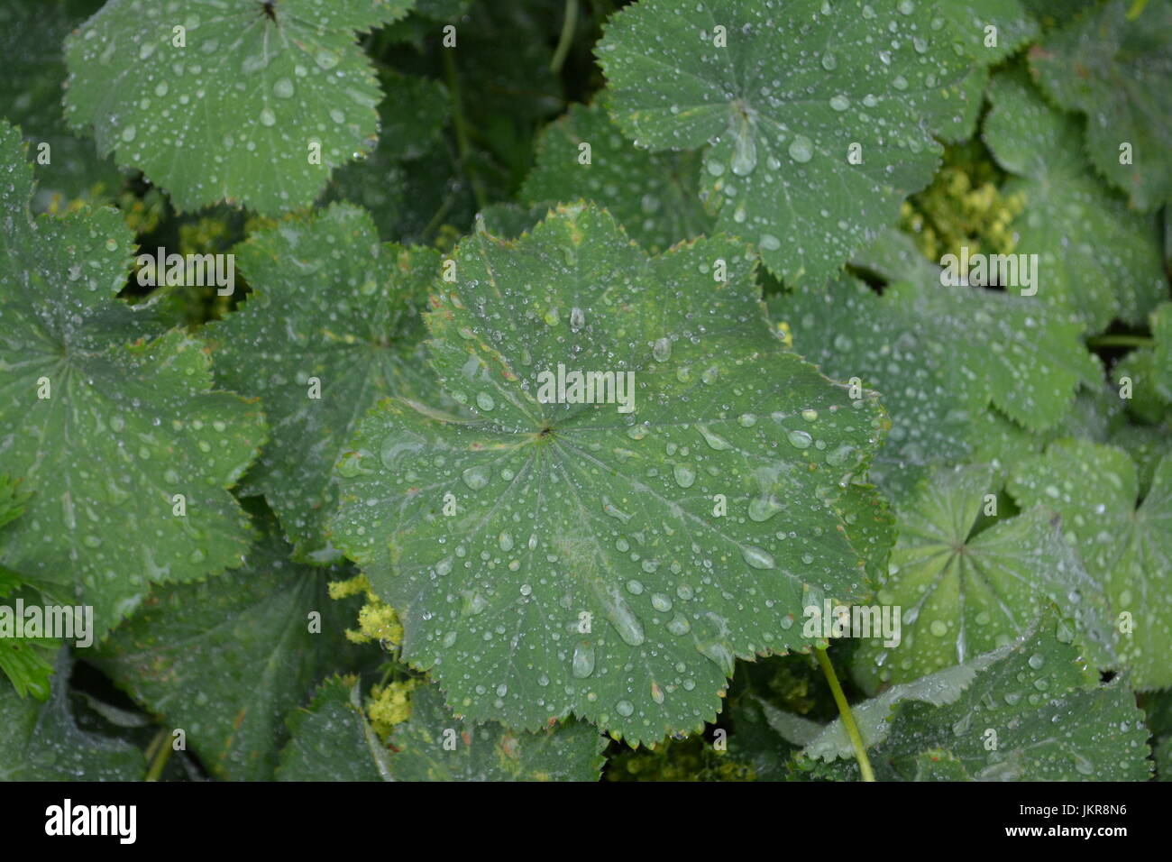 Chiusura del grande verde finemente modellati foglie di foglie di diffusione di alchemilla lady mantelli dell impianto con gocce di pioggia goccioline seduta di acqua sulla superficie Foto Stock