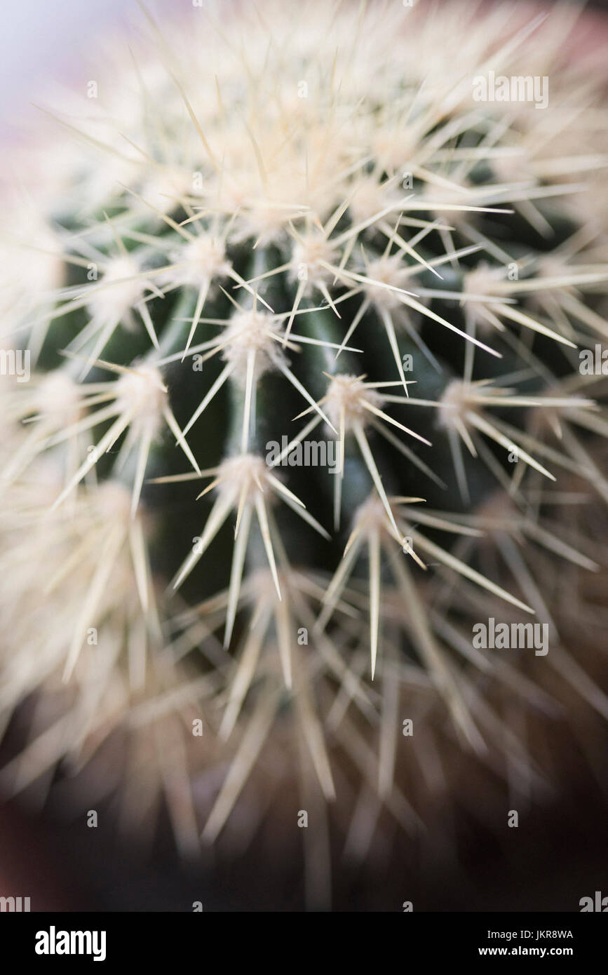 Close-up di canna cactus Foto Stock