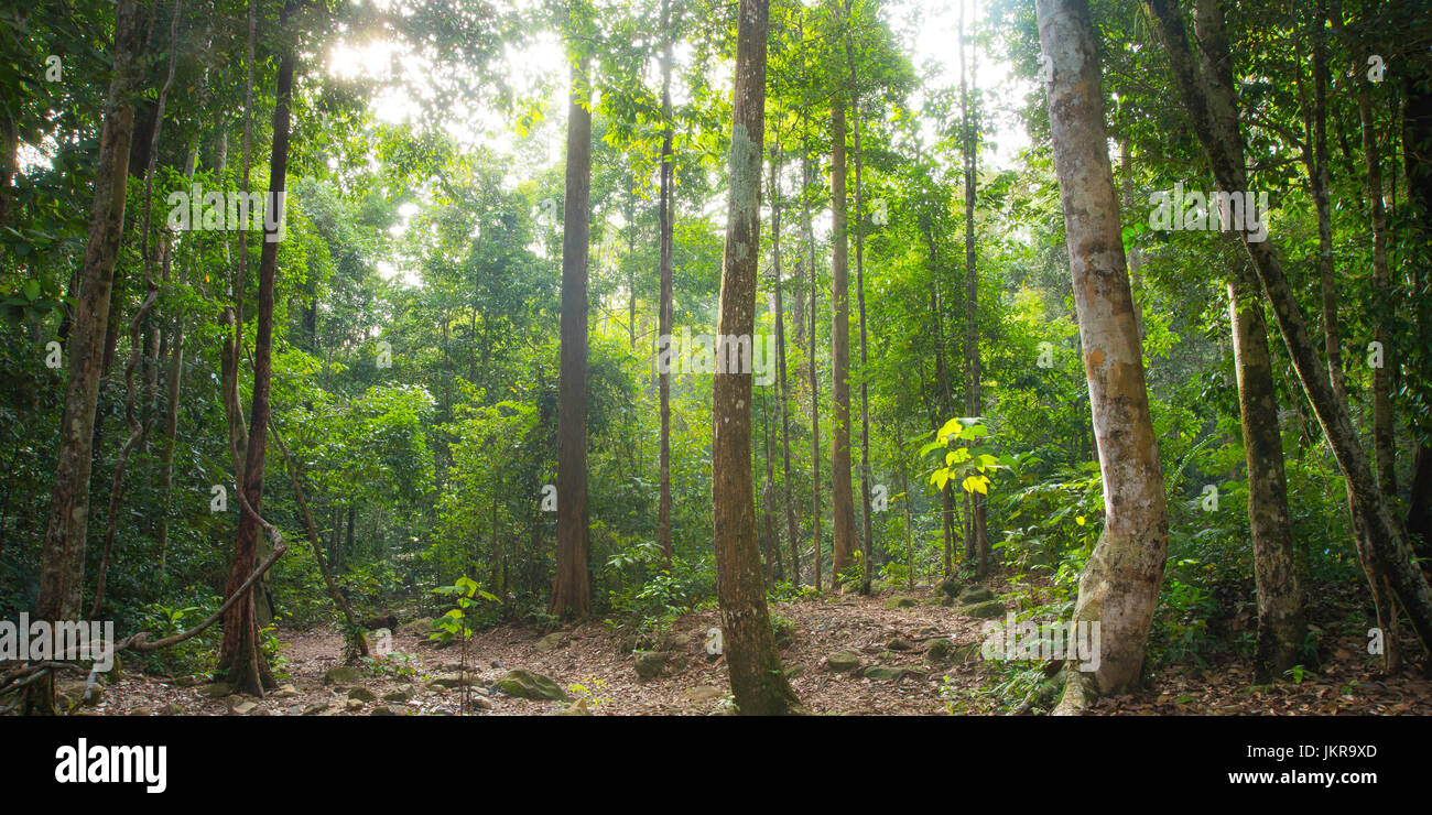 La natura e la foresta pluviale di alberi fotografia di profondi boschi con alberi ad alto fusto e arbusti di spessore. Sarawak, Malaysia Foto Stock