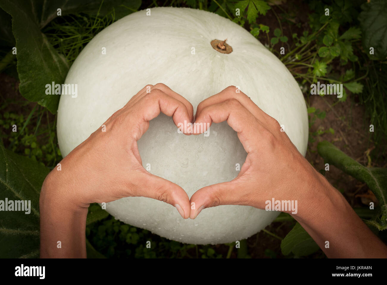 Cibo sano e uno stile di vita sano. Mani maschio a forma di cuore sulla zucca vicino. Dieta di zucca. Cuore e zucca Foto Stock