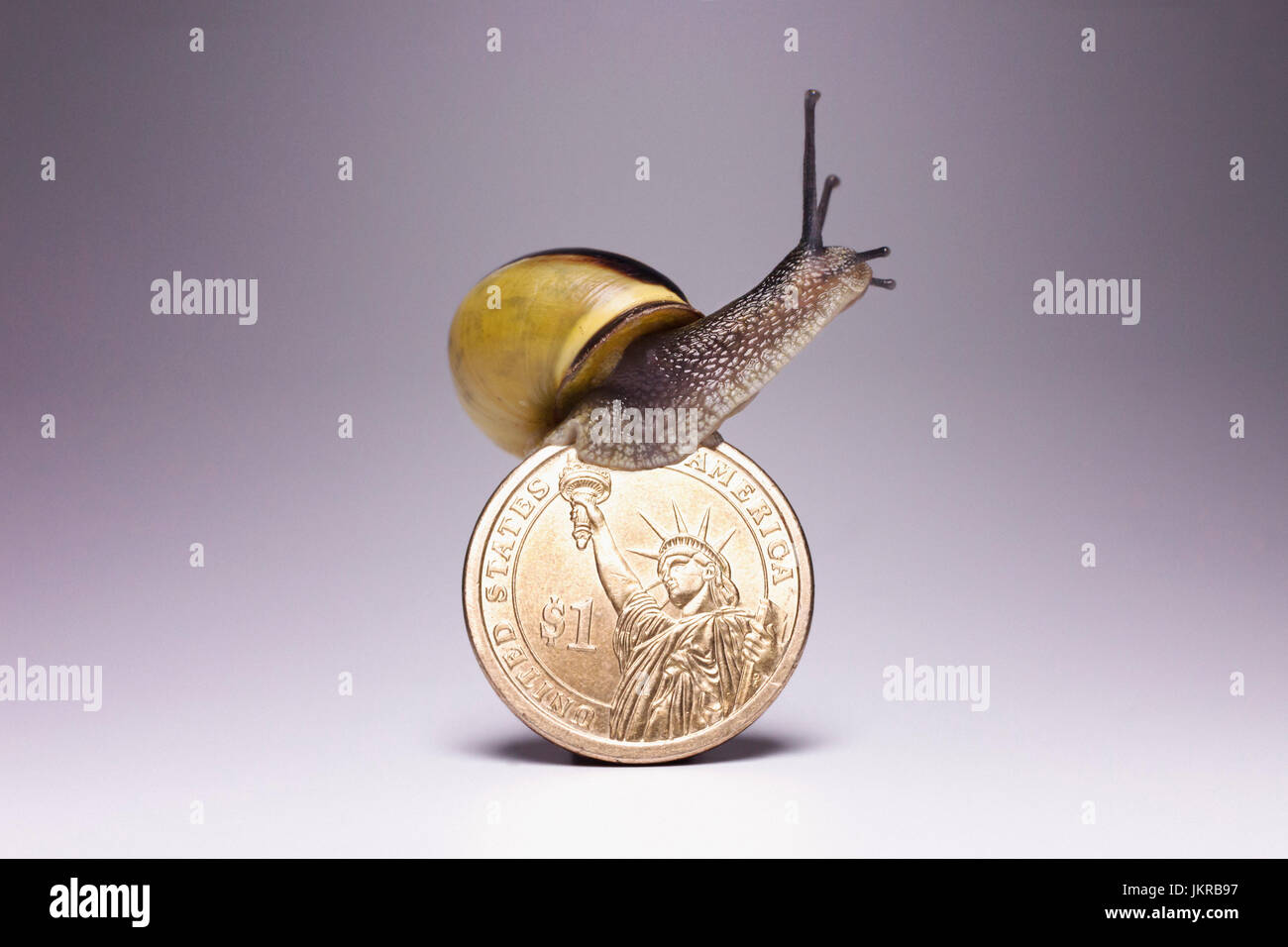 Va a passo di lumaca sulla parte superiore di un US dollar moneta contro uno sfondo grigio Foto Stock