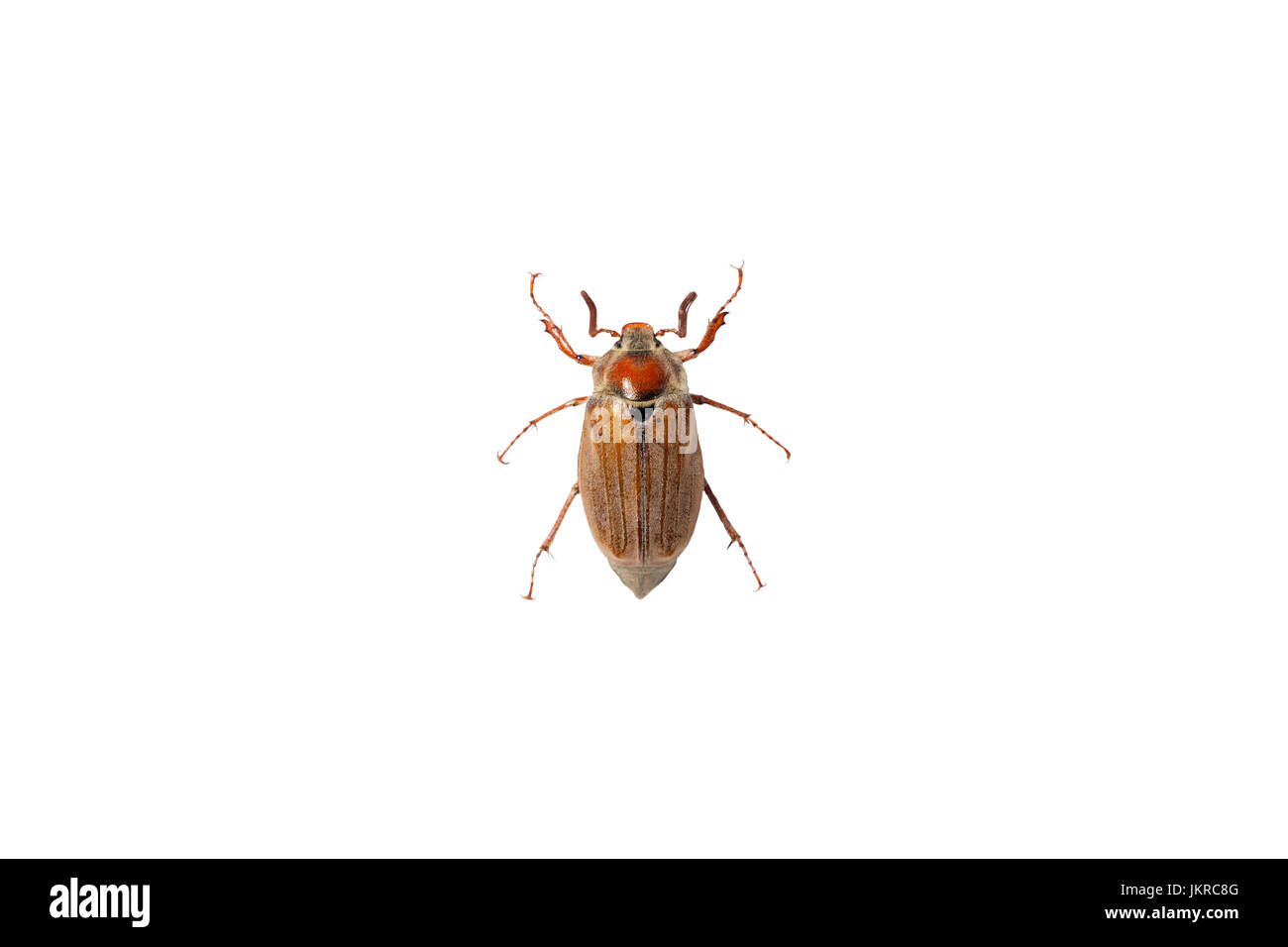 Un appuntato doodlebug/cockhafer Melolontha (sp). Foto Stock