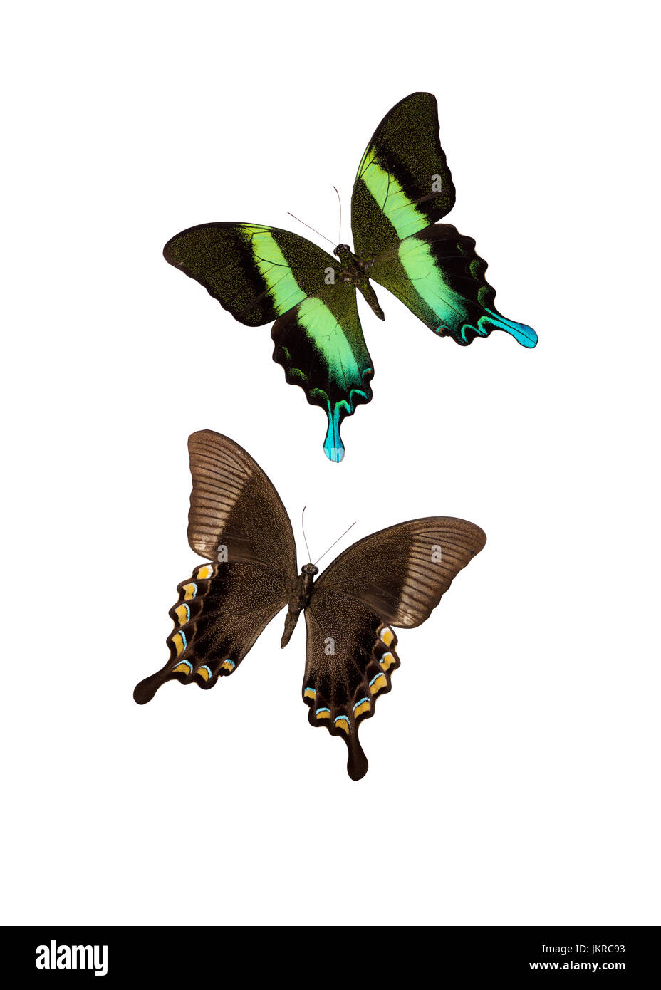 Un verde a coda di rondine (Papilio blumei) catturati dall isola di Ceram, Indonesia Foto Stock