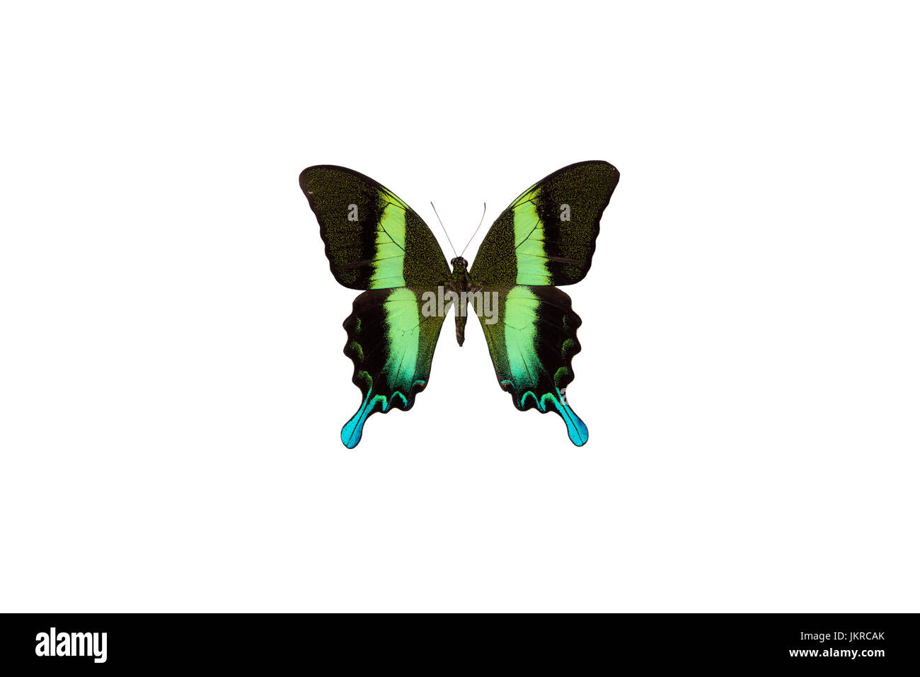 Un verde a coda di rondine (Papilio blumei) catturati dall isola di Ceram, Indonesia Foto Stock