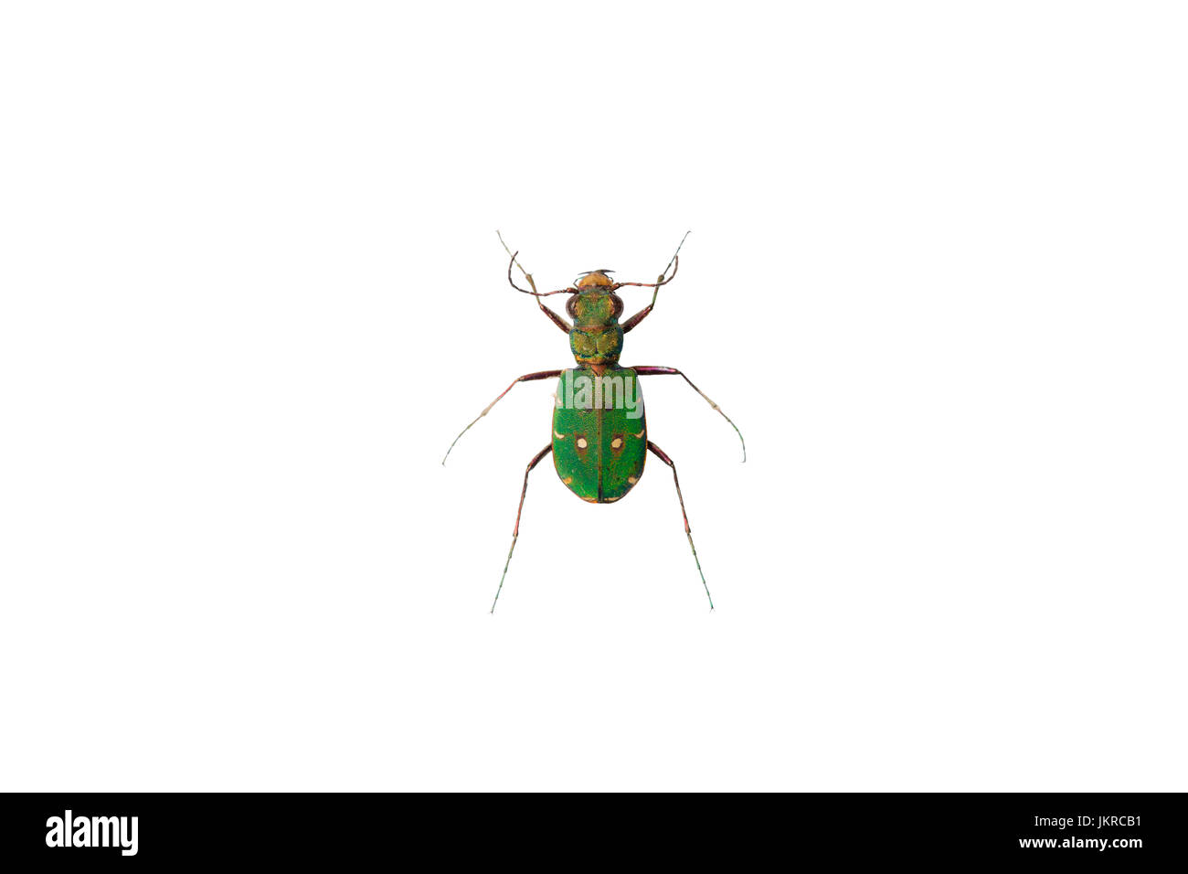 Green tiger beetle (Cicindela campestris) su uno sfondo bianco (isolato). Foto Stock