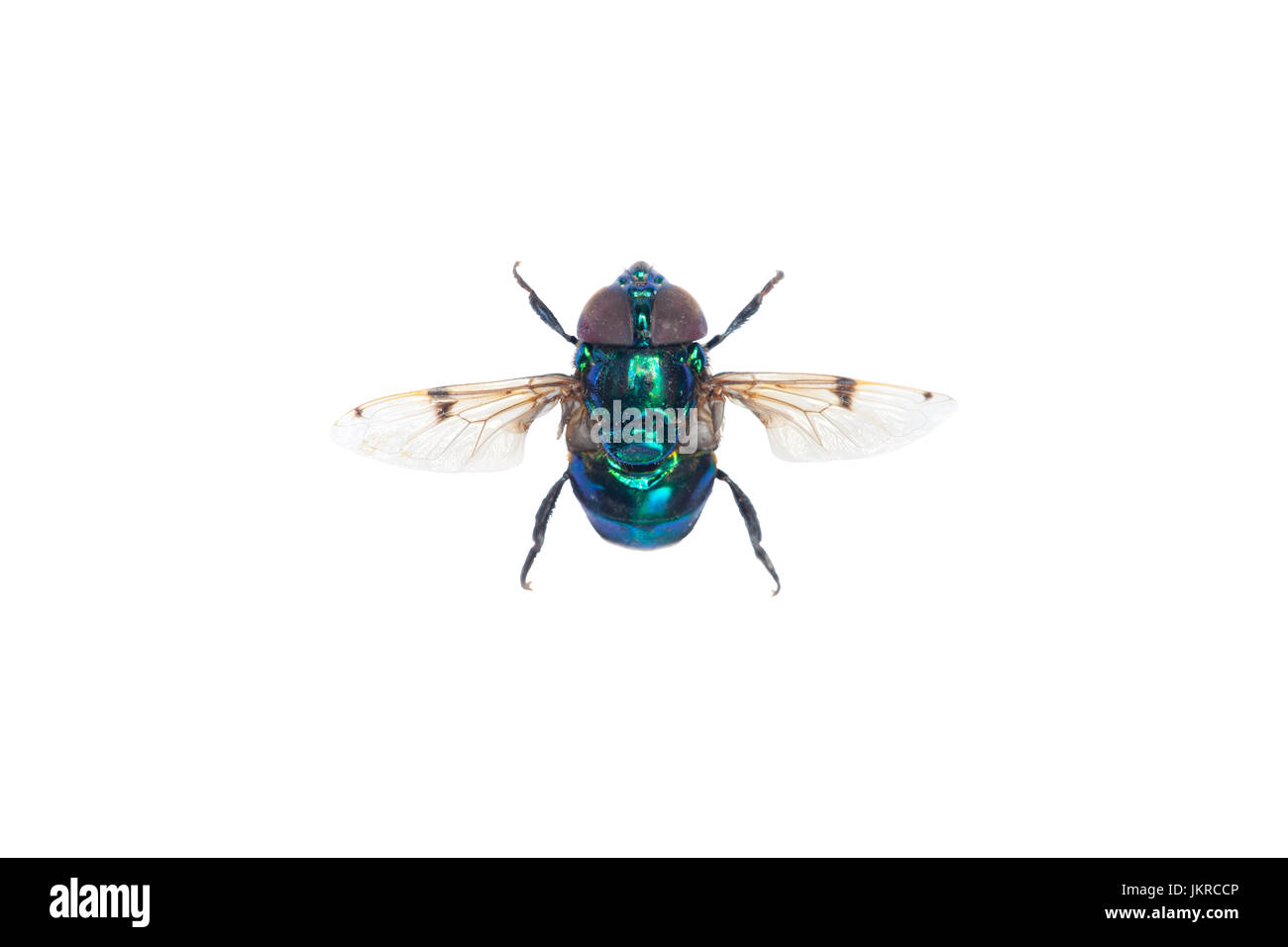 Una bella iridato volare su uno sfondo bianco (isolato). Foto Stock