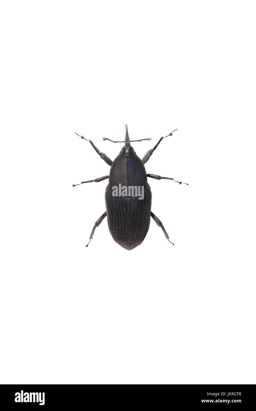 Un isolato curculione nero (Curculionoidea) Foto Stock
