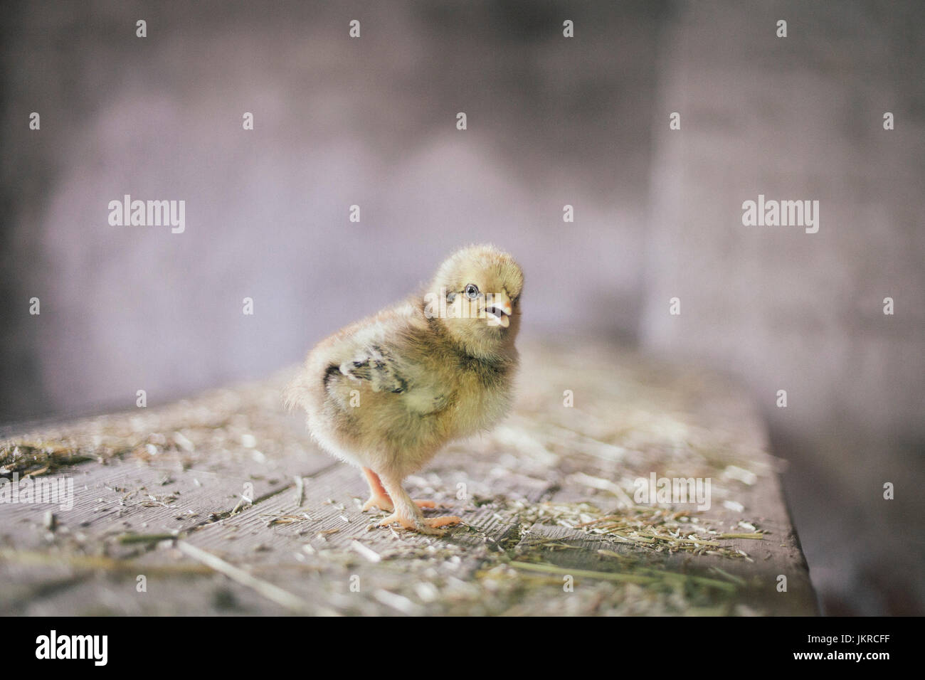 Lunghezza completa di baby chicken appollaiate su confuso tavolato in legno Foto Stock