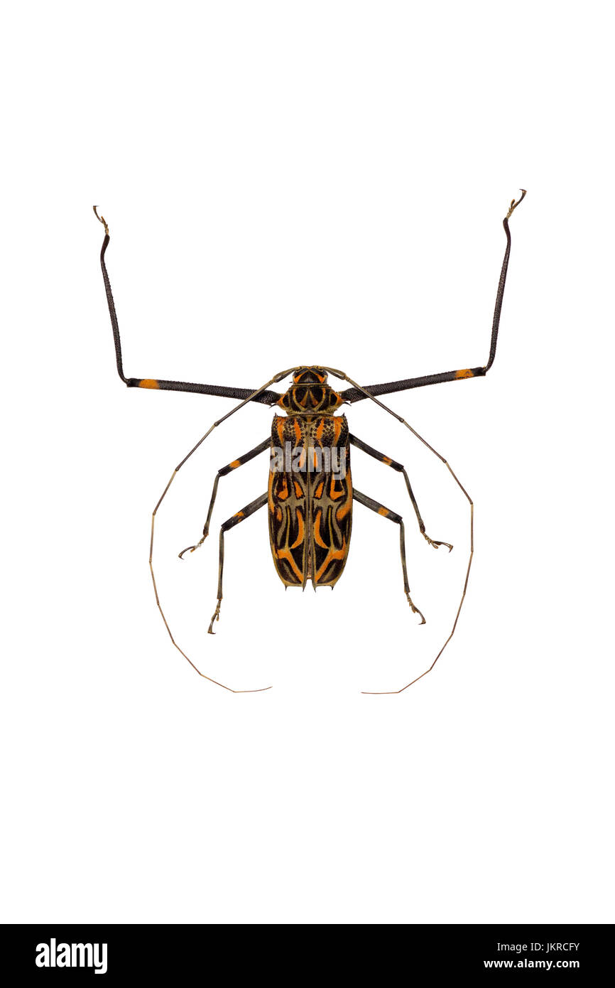 Arlequin beetle (Acrosinus longimanus) su uno sfondo bianco (isolato). Foto Stock