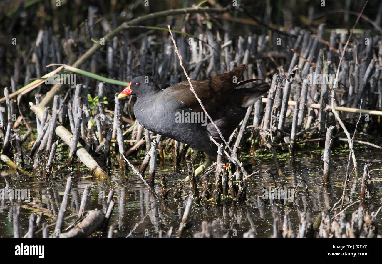 Gallinella d'acqua Foto Stock