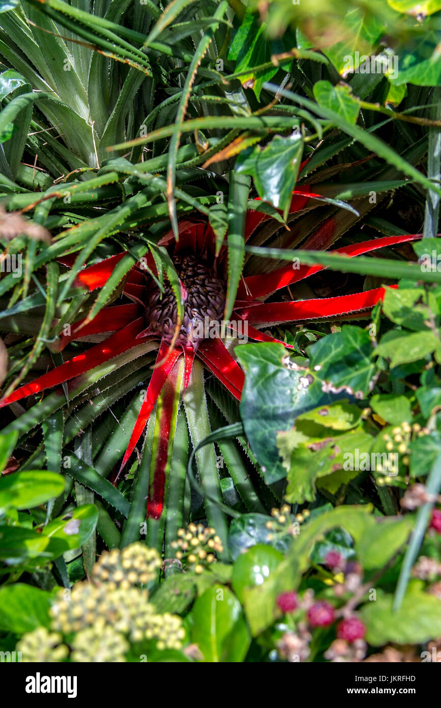 Bromeliad Fascicularia bicolor sulle Isole Scilly Foto Stock