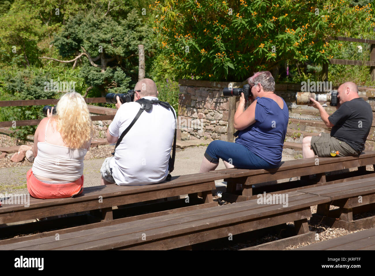 Fotografi di scattare le foto di uccelli selvatici nel Lake District in Cumbria Inghilterra England Foto Stock