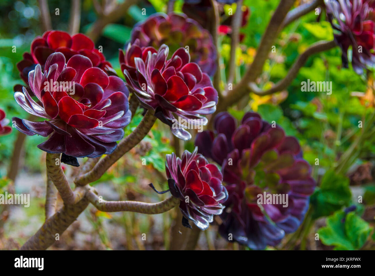 Aeonium arboreum, Isole Scilly Foto Stock