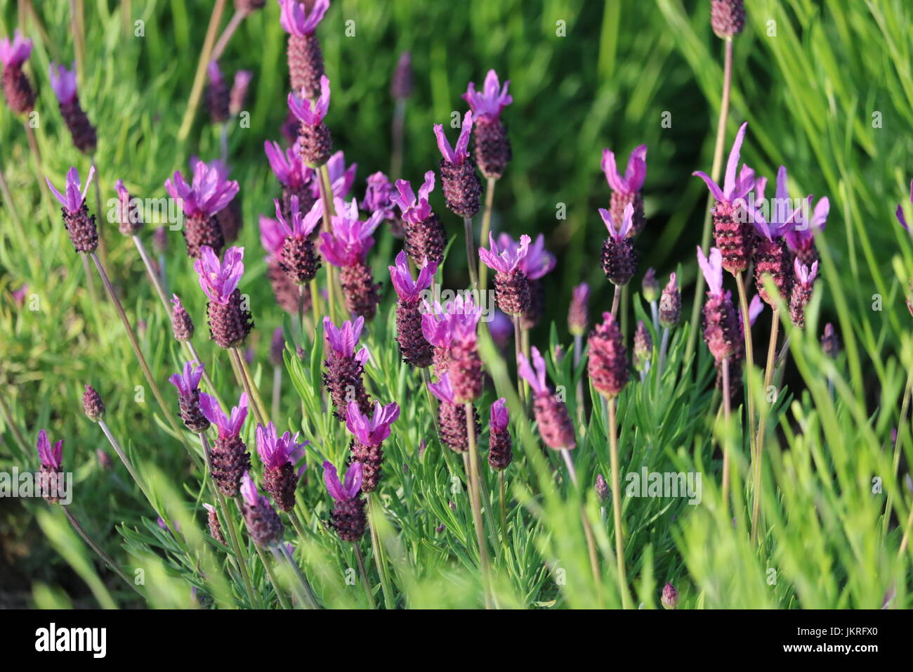 Lavanda con macchie di erba circostante Foto Stock