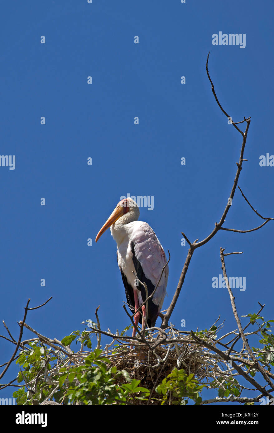 Cicogna bianca prese nel lago Manyara riserva Foto Stock