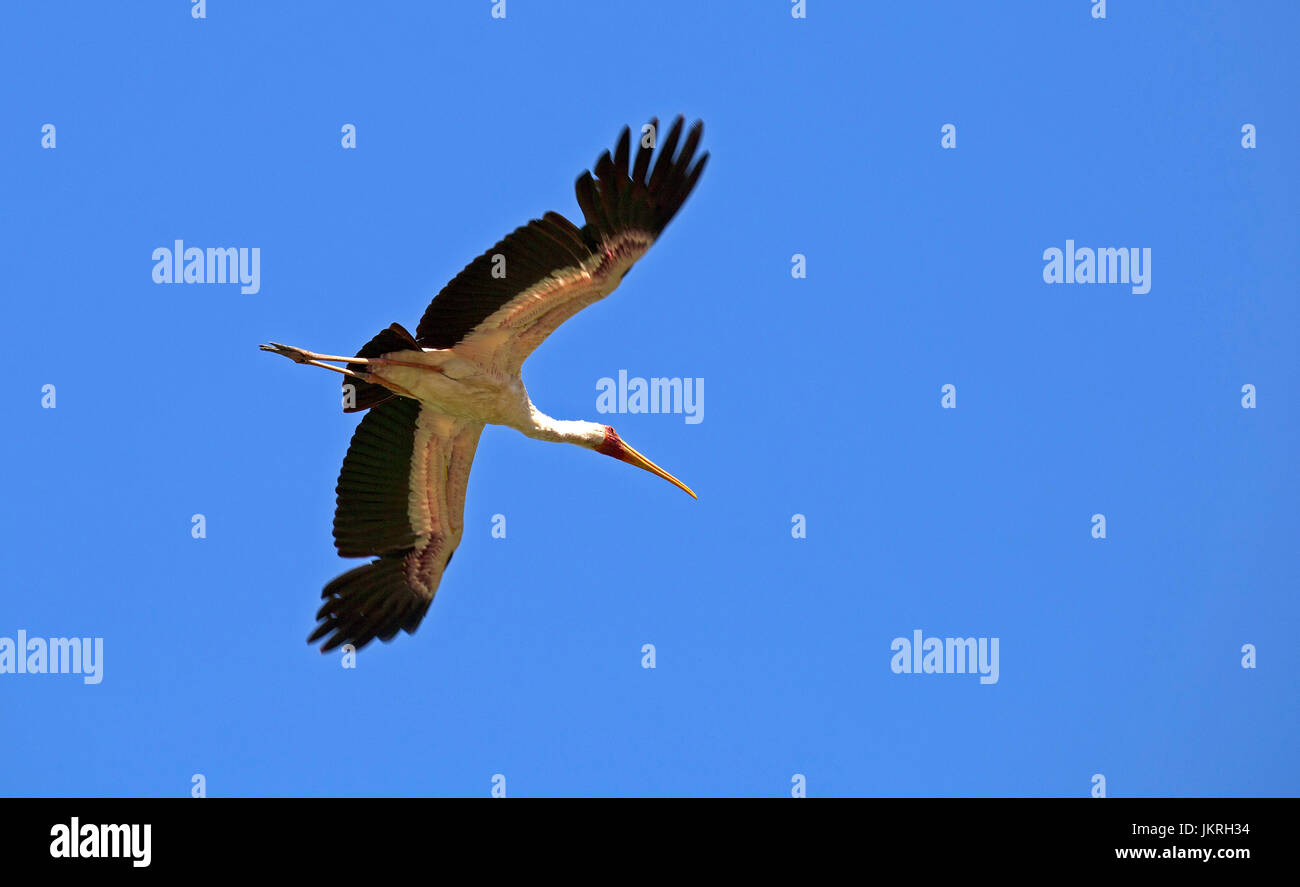 Cicogna bianca prese nel lago Manyara riserva Foto Stock