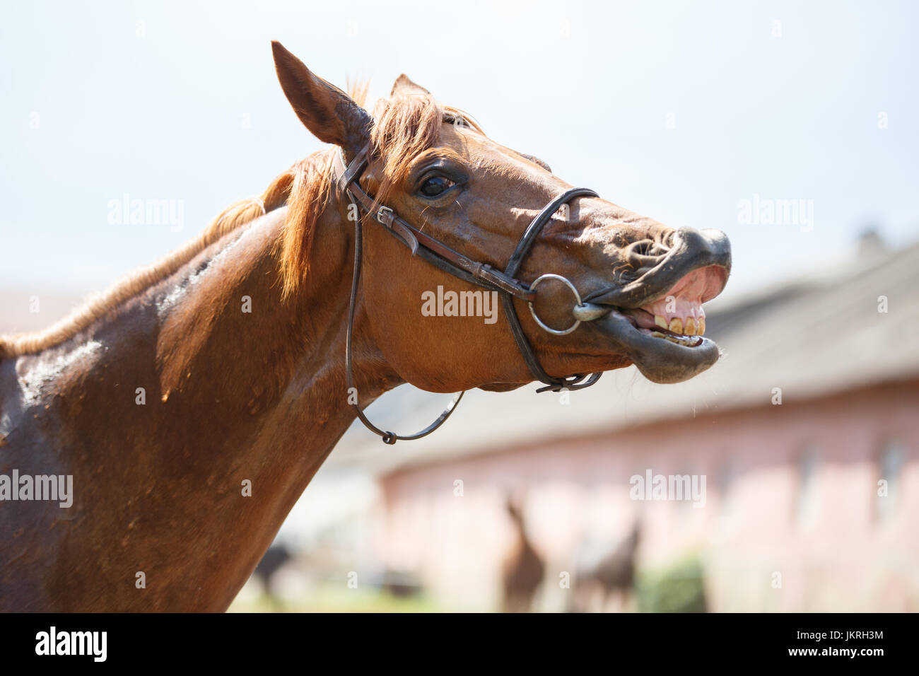 Il Sorrel cavallo fornisce un sorriso. Funny cavallo ritratto presso l'azienda Foto Stock