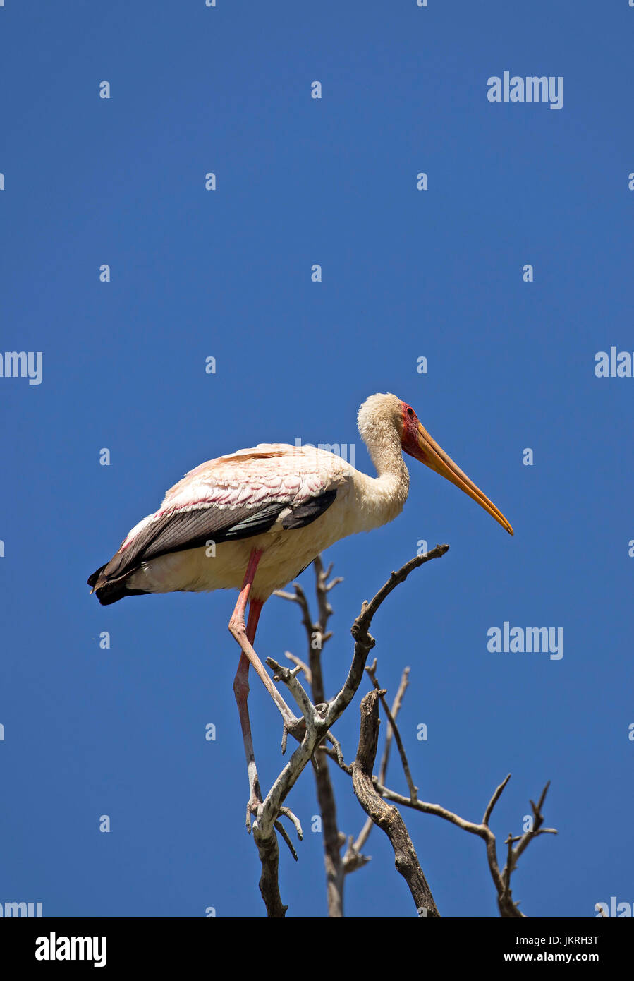 Cicogna bianca prese nel lago Manyara riserva Foto Stock