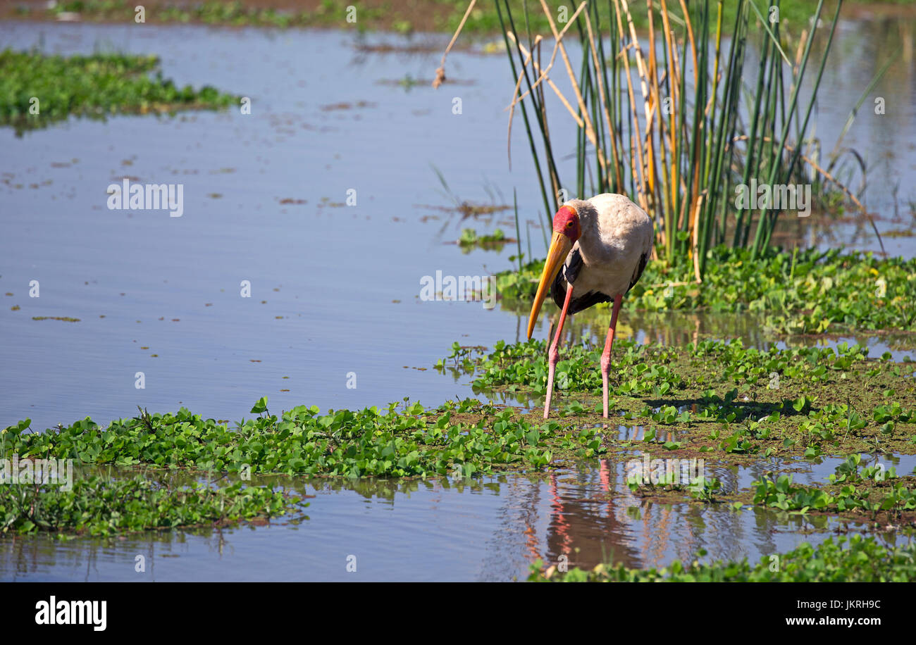 Tanzania Cicogna bianca Foto Stock