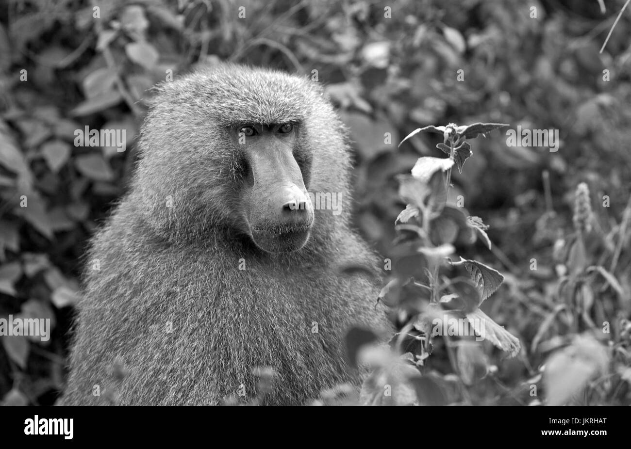Babbuino preso in Africa orientale Foto Stock