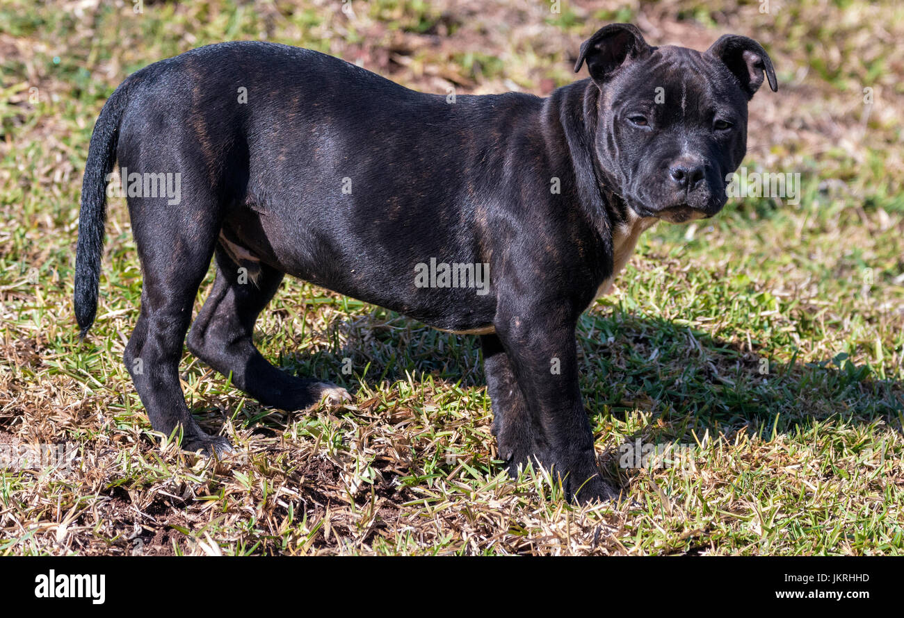 Giovane maschio nero Staffordshire bull terrier cucciolo in piedi sul prato secco sfondo nel giardino di casa Foto Stock
