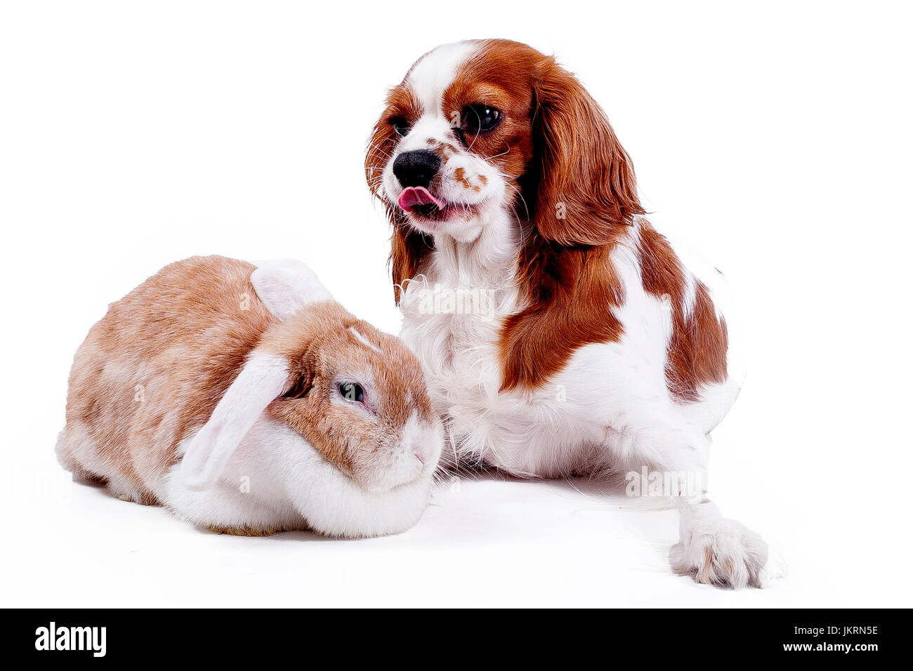 Amici animali. pet i nemici o vera amicizia può essere vero? Cane e lop bunny coniglio insieme. Cavalier King Charles Spaniel foto. Foto Stock