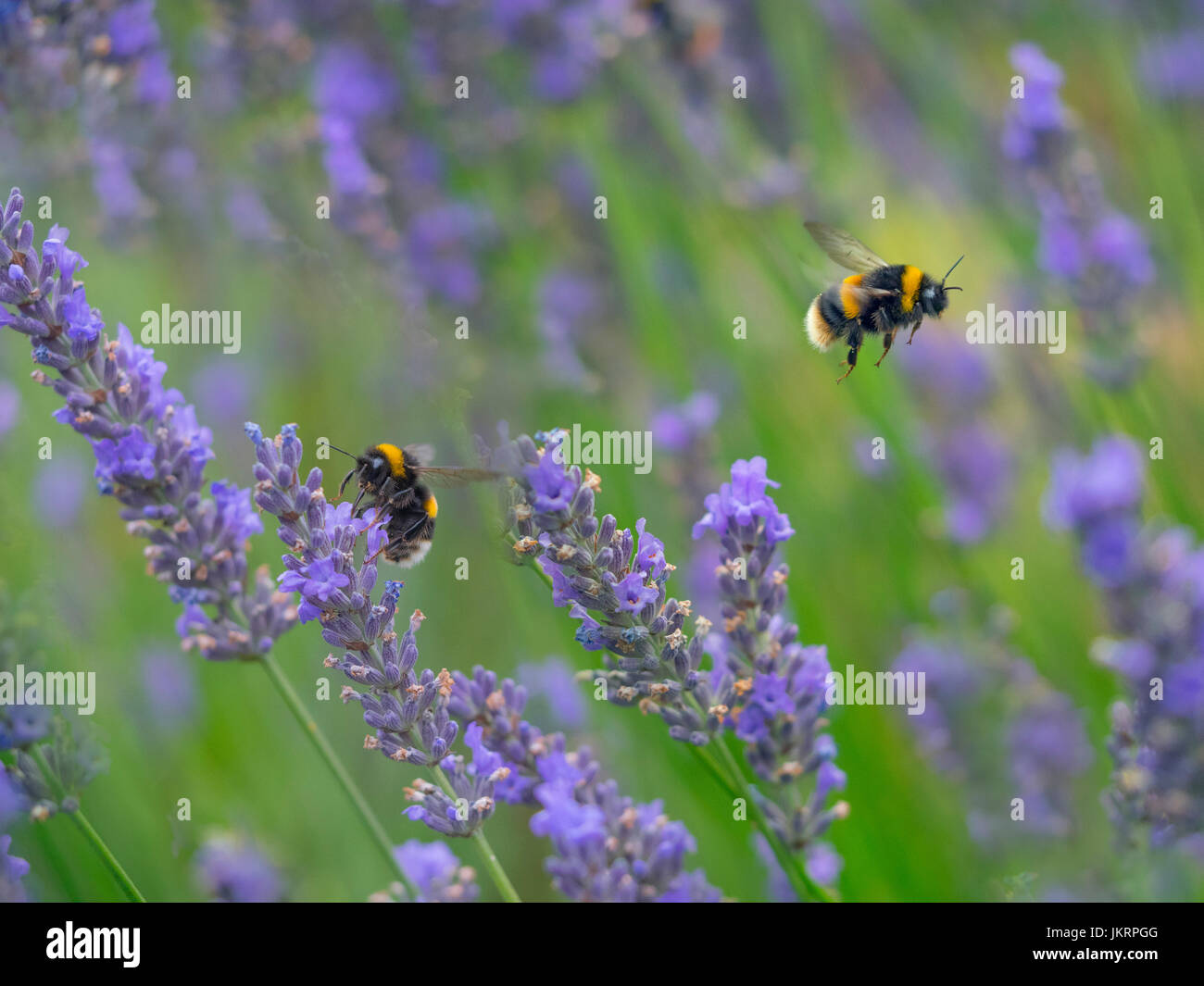 Giardino Bumblebee Bombus hortorum alimentando il giardino estivo di lavanda Foto Stock