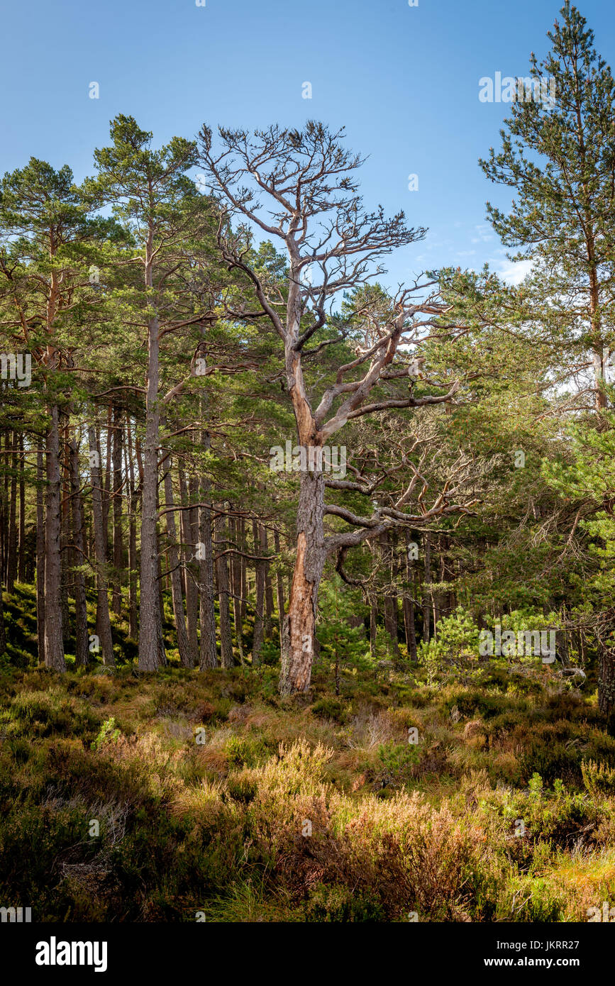 Vedute dell'antica Caledonian Pineta trovati nella foresta Abernathy, in Cairngorm National Park, Highlands della Scozia Foto Stock