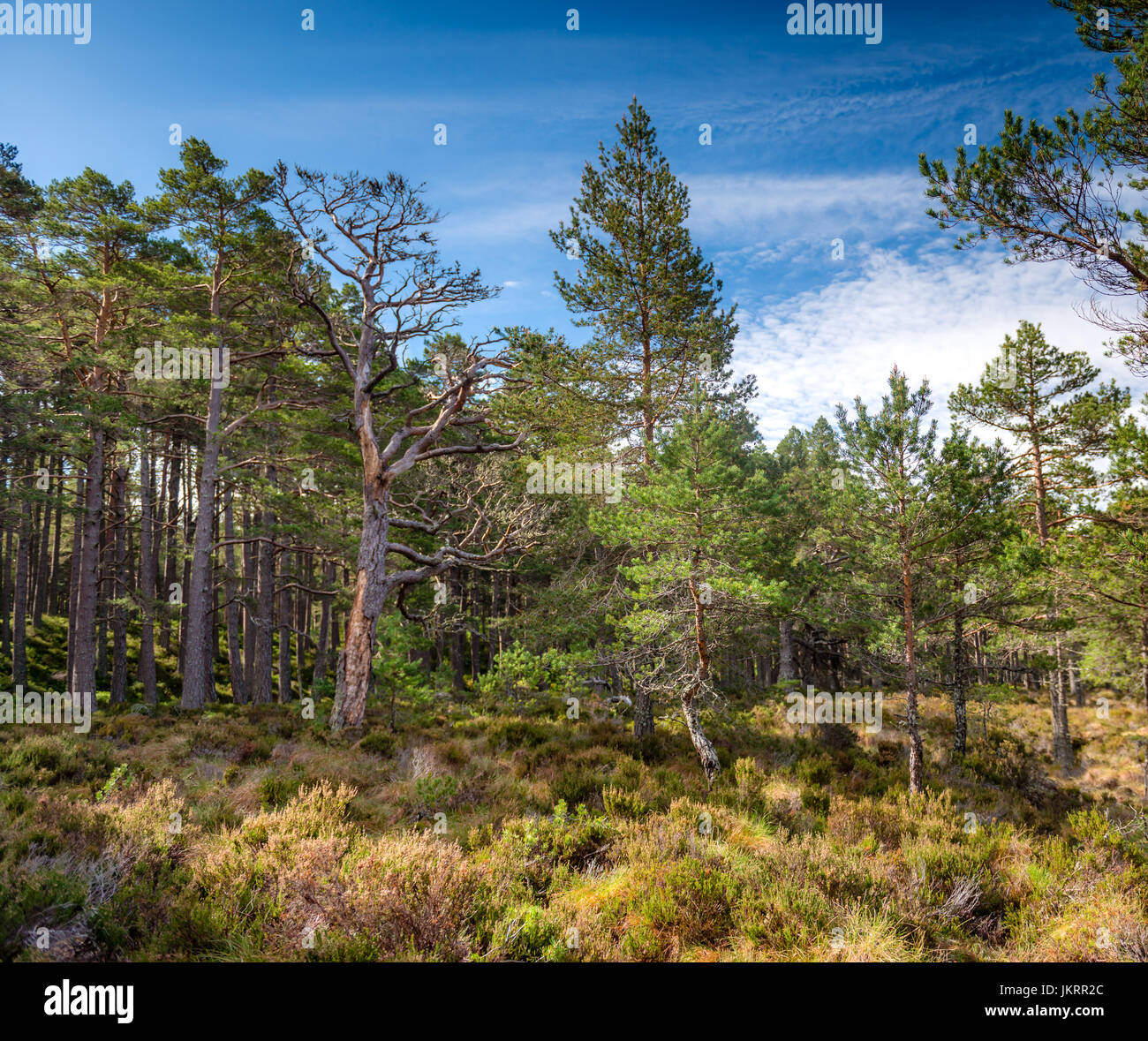 Vedute dell'antica Caledonian Pineta trovati nella foresta Abernathy, in Cairngorm National Park, Highlands della Scozia Foto Stock