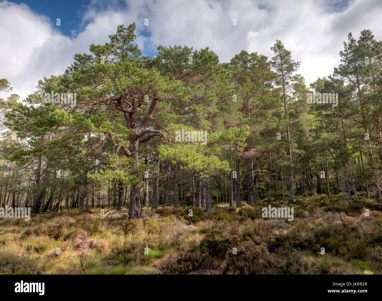 Vedute dell'antica Caledonian Pineta trovati nella foresta Abernathy, in Cairngorm National Park, Highlands della Scozia Foto Stock