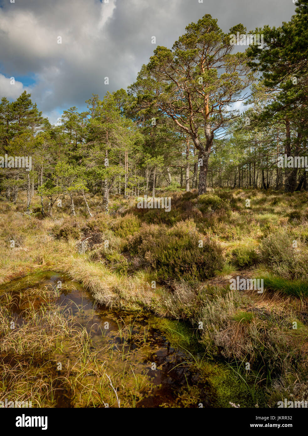 Vedute dell'antica Caledonian Pineta trovati nella foresta Abernathy, in Cairngorm National Park, Highlands della Scozia Foto Stock